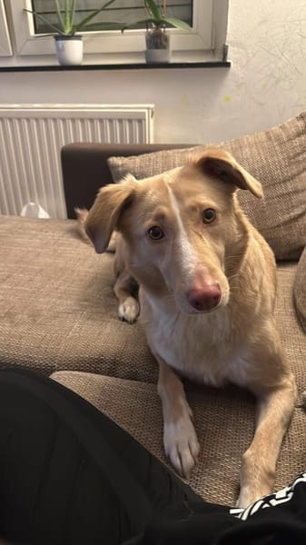 Feinfühliger CREAM sucht DRINGEND ‼🆘