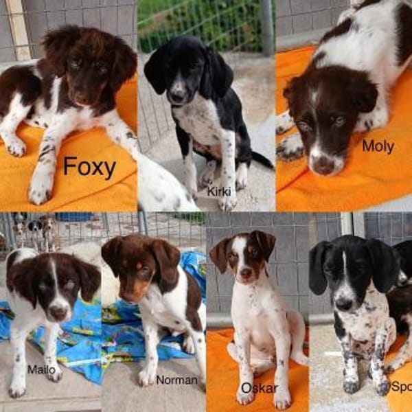 Foxy sucht ihr Glück