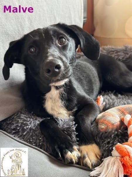 Malve   das temperamentvolle ...