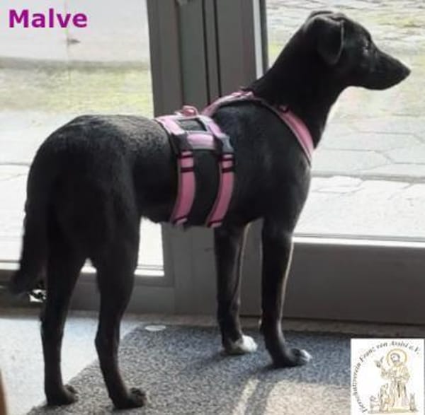 Malve   das temperamentvolle ...