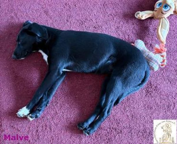 Malve   das temperamentvolle ...