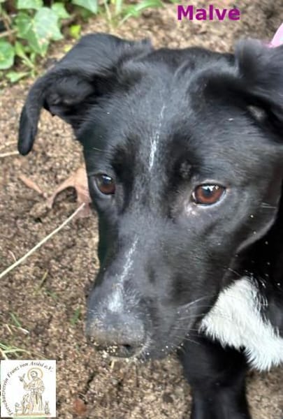 Malve   das temperamentvolle ...