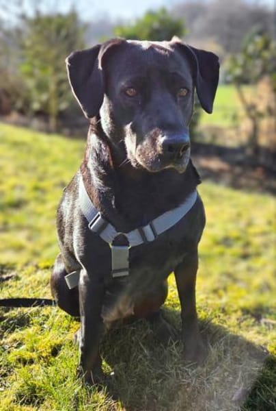 Lucy - kuschelt gerne