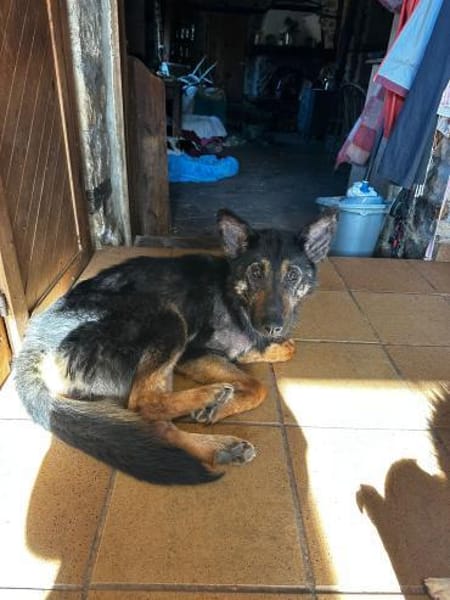 Willow, von der Kette gerettet