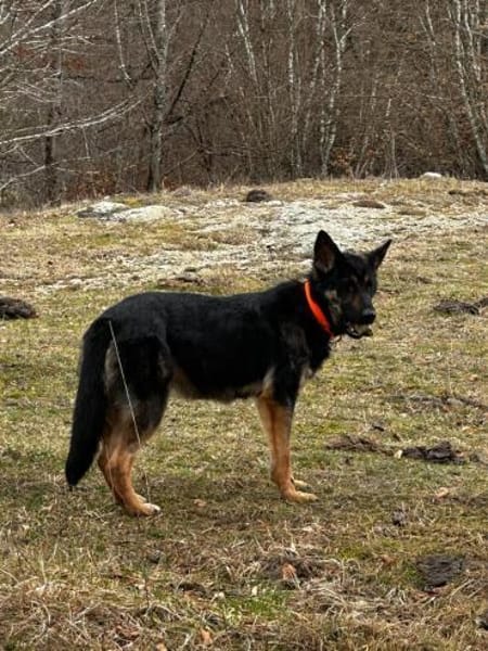 Willow, von der Kette gerettet