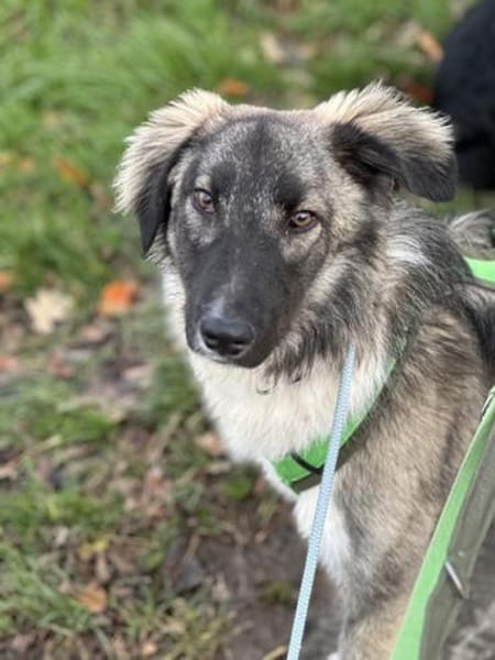 Lasse, braucht noch Erziehung-su. PS