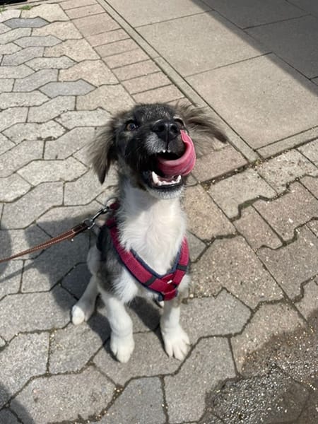 Lasse, braucht noch Erziehung-su. PS