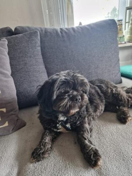 Nelli, liebes Shi Tzu Mischlingsmädchen