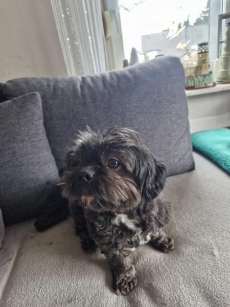 Nelli, liebes Shi Tzu Mischlingsmädchen