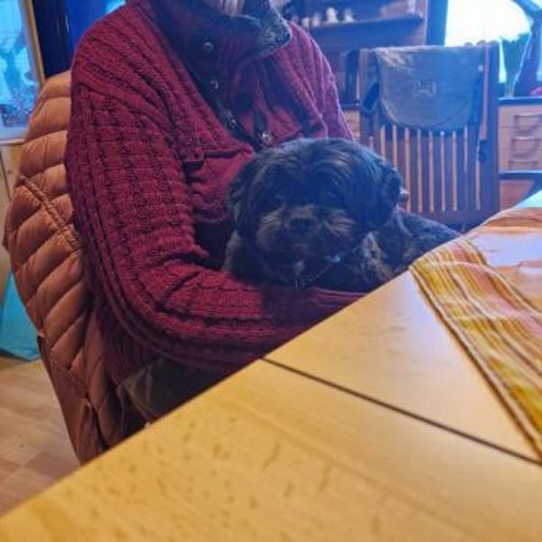 Nelli, liebes Shi Tzu Mischlingsmädchen