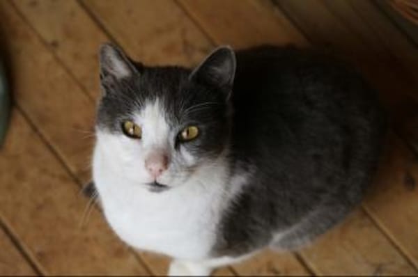 Scrilly! Süßester Kater der Welt