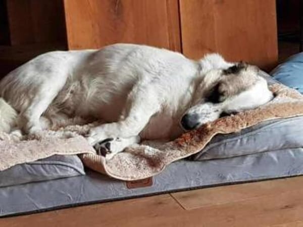 PINTO * Hund wie ein Baum. Kleiner Baum