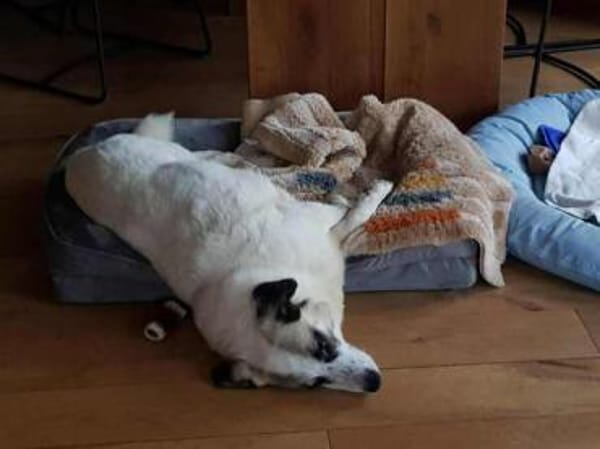 PINTO * Hund wie ein Baum. Kleiner Baum