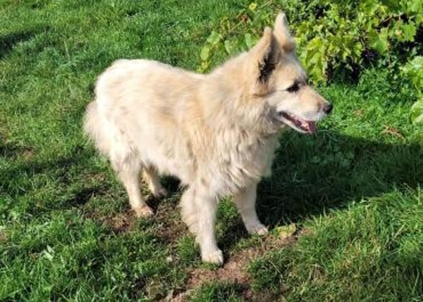 NOTFALL- MASCHA  verliert ihr Zuhause