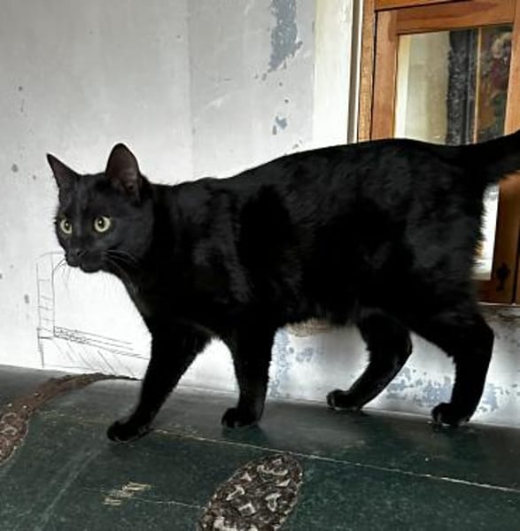 Mr. Jackson der Schmusekater!