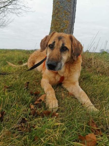 BARONEASA * ruhige, schüchterne Lady