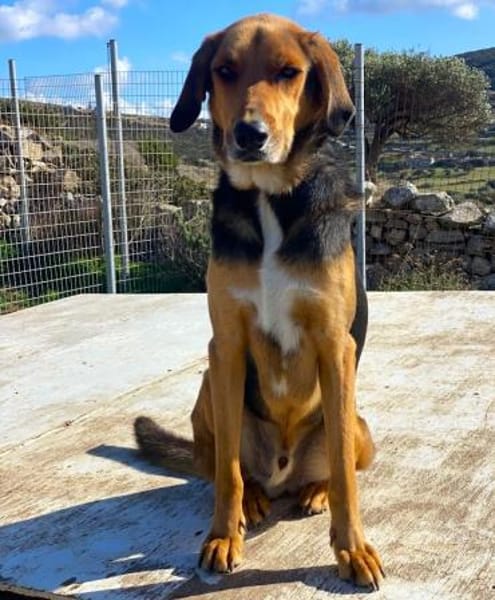 Entspannter Rocky sucht Zuhause