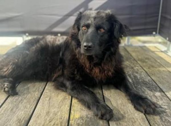 KIRON * besterFreund für seinen Menschen