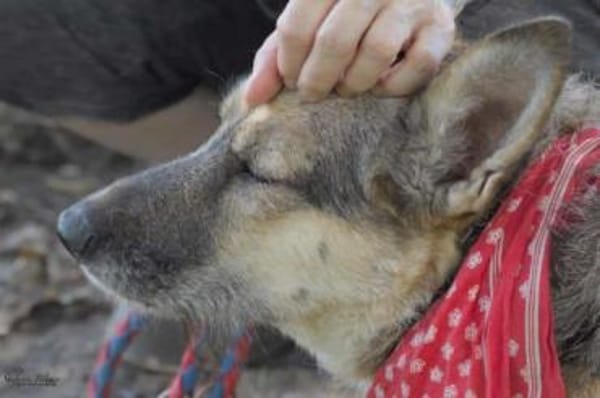 ITOYA -wünscht sich einen Hundekumpel-