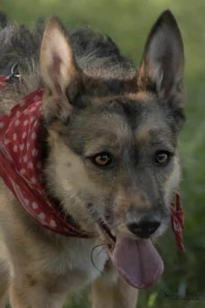 ITOYA -wünscht sich einen Hundekumpel-