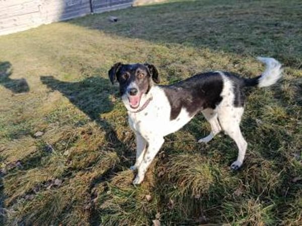 Liebevolle Nela sucht ihr Zuhause