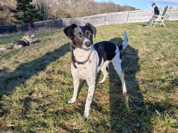 Liebevolle Nela sucht ihr Zuhause