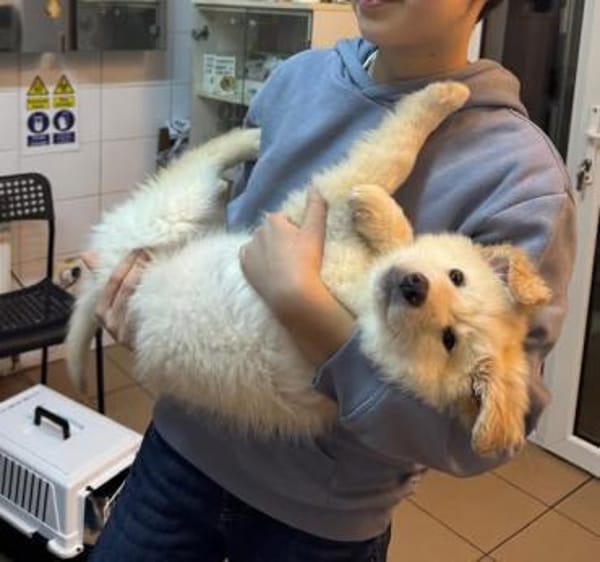 Mochi, kluger Welpe sucht Familie