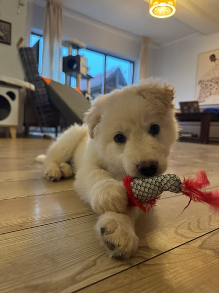 Mochi, kluger Welpe sucht Familie