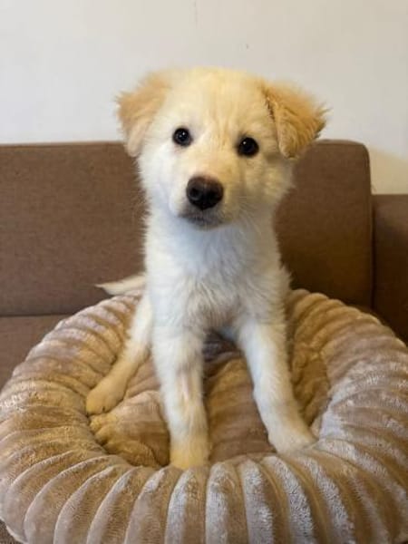 Mochi, kluger Welpe sucht Familie