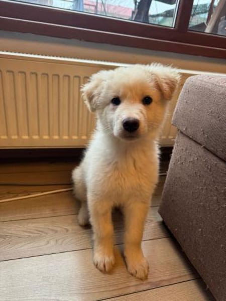 Mochi, kluger Welpe sucht Familie