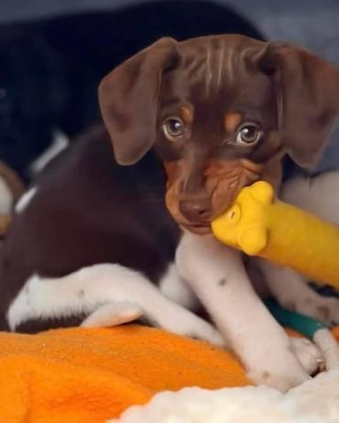 Norman ist einzigartig