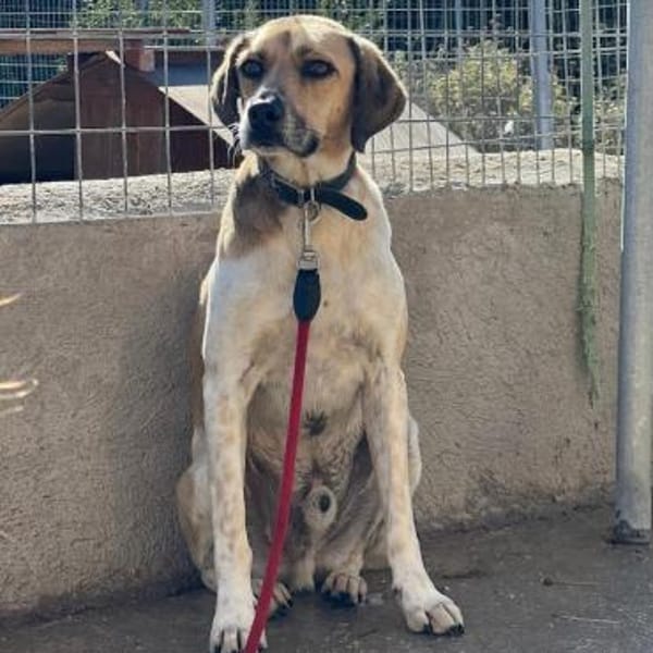 Ares möchte dein Herz erobern!