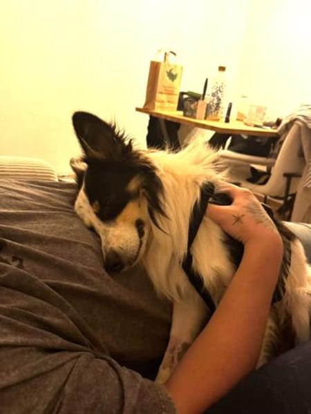 Pocket - sucht Ruhe und Stabilität