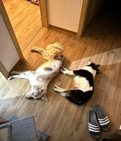 Pocket - sucht Ruhe und Stabilität