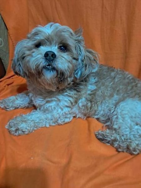 Fulgi kleiner Senior sucht ruhige Bleibe