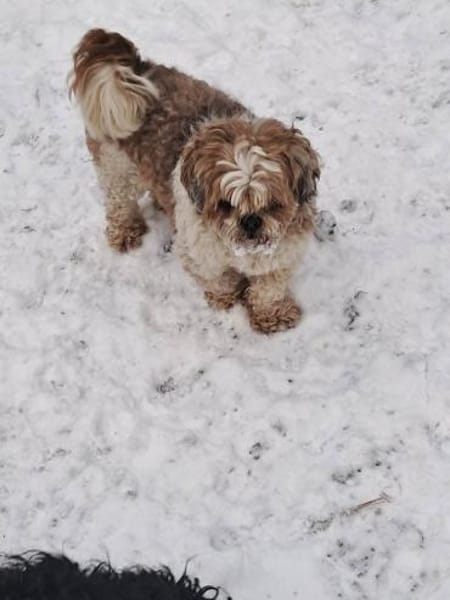 Fulgi kleiner Senior sucht ruhige Bleibe