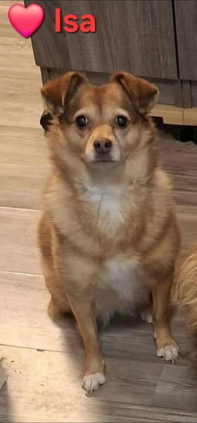 Bubble -ist ein lieber freundlicher Rüde