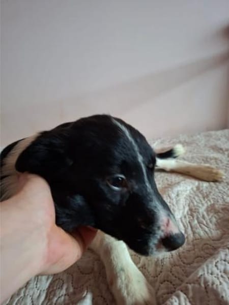 Herceg, ca. 4 Monate, ca. 28 cm, ca 6 kg