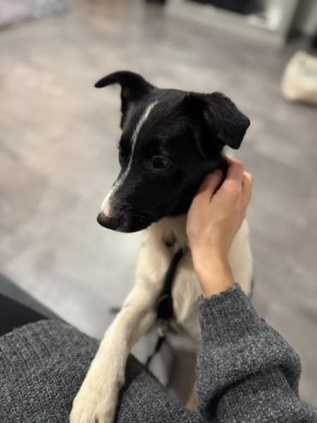 Herceg, ca. 4 Monate, ca. 28 cm, ca 6 kg