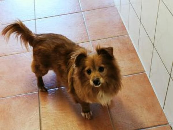 Yuki, noch schüchtern