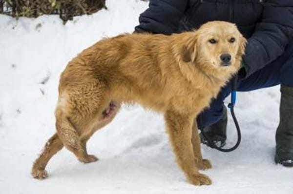 Frici  wer verliebt sich in ihn?