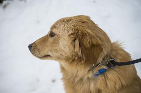 Frici  wer verliebt sich in ihn?