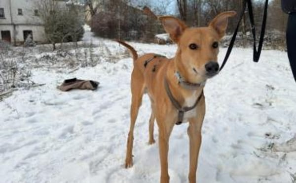 Windhund-Mix Keylam wartet auf dich!