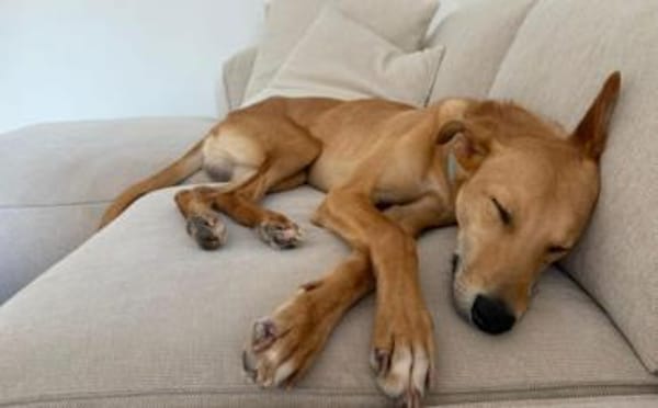 Windhund-Mix Keylam wartet auf dich!