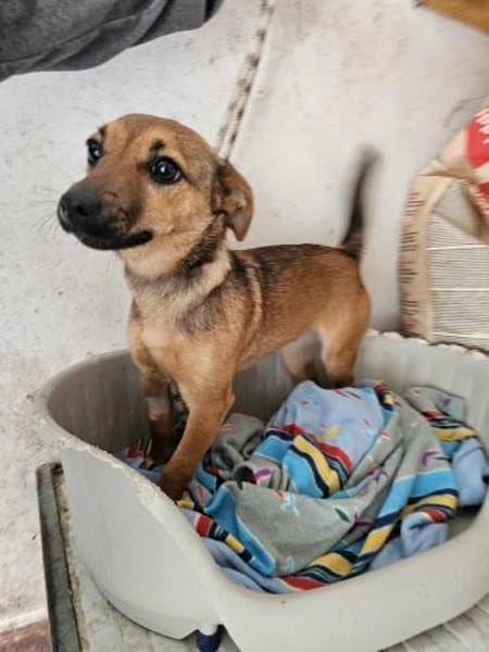 Gute-Laune-Hündin Suri