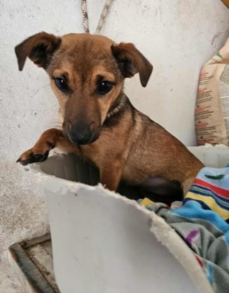 Gute-Laune-Hündin Suri