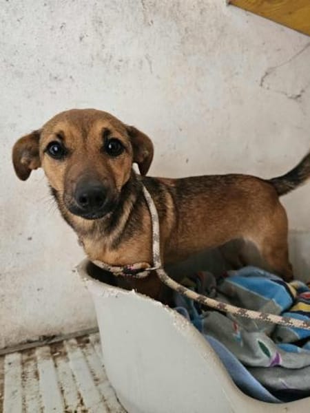 Gute-Laune-Hündin Suri