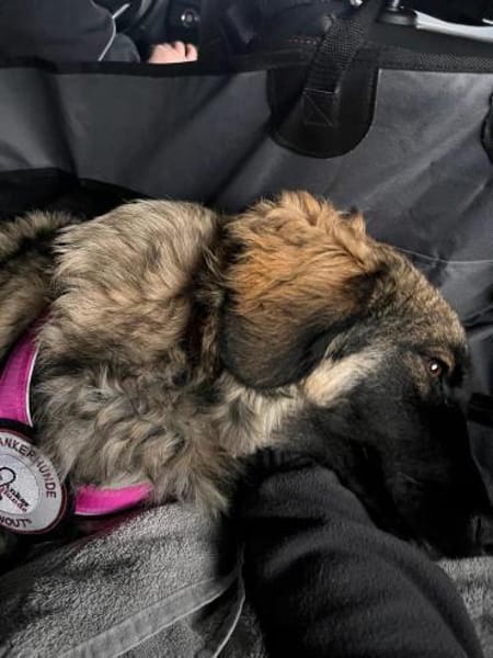 Inara sucht ihre Familie 🌸💖