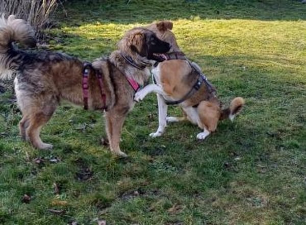 Inara sucht ihre Familie 🌸💖