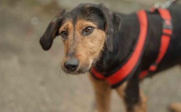 Carlotta sucht eine aktive Familie